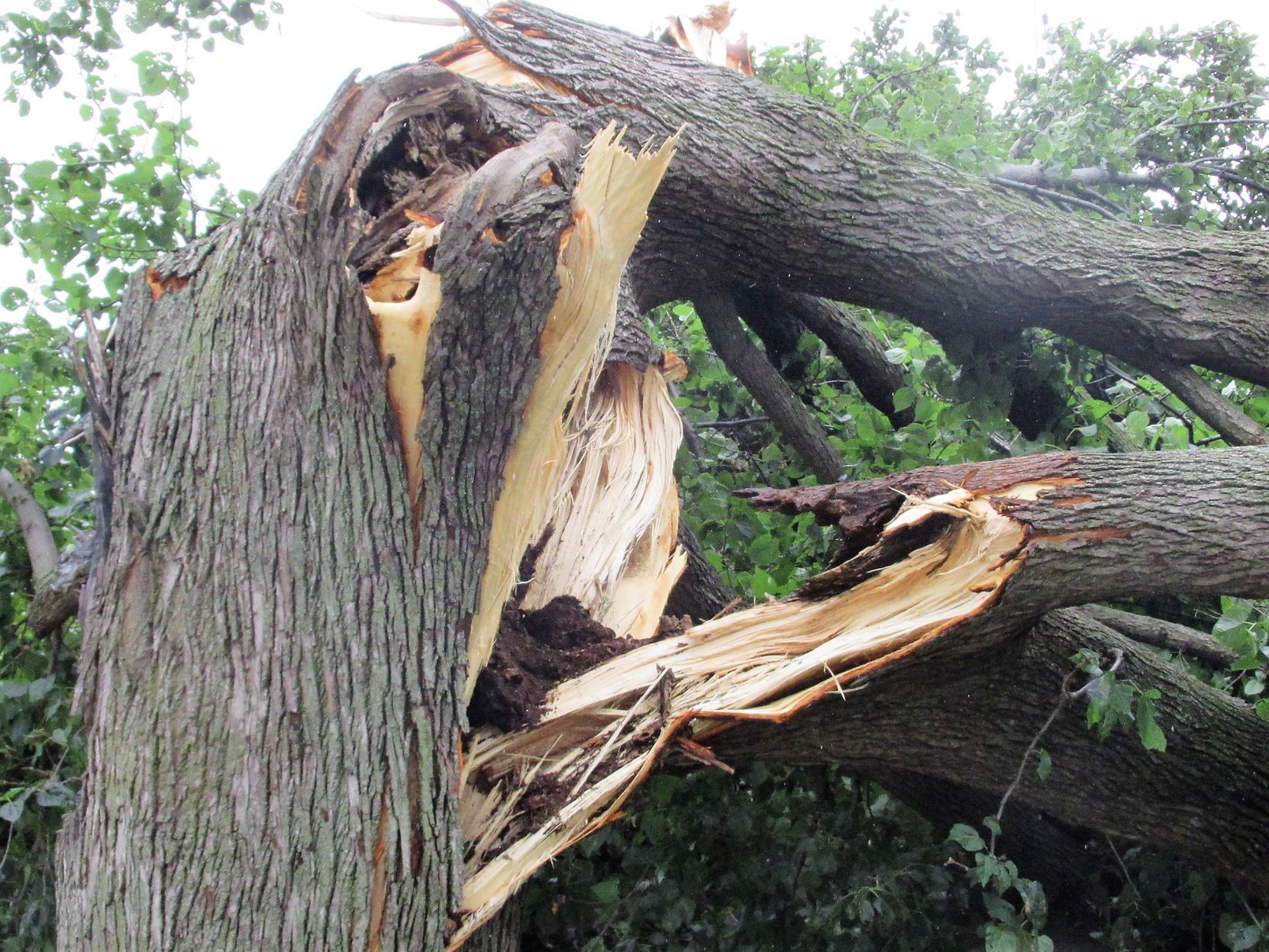 Twisted Tree 2